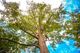 Why Choose Our Tree Removal Services in Forks, WA?